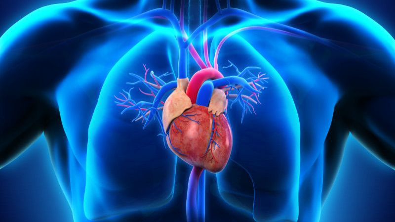 Human Heart Anatomy